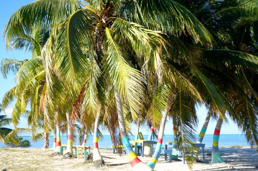 a beach with lots of frondy palm trees and colourful stripes on their trunks with tables and chairs in the shade and the blue sea beyond