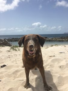 Chloe the dog having fun on the beach with sand all over her nose