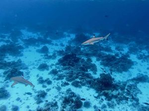 underwater photo of a coral reef with fish and other life