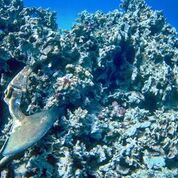 dead coral and an anchor stuck into it