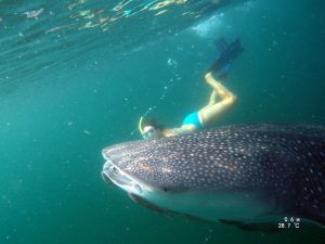 a snorkelling woman in a blue bikini below the water alongside a whale shark